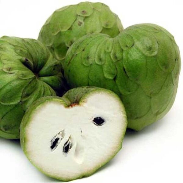CHIRIMOYA