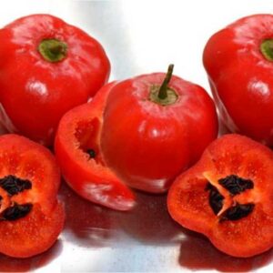 ROCOTO