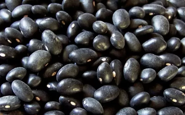 FRIJOL NEGRO