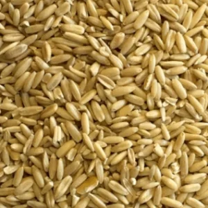 AVENA PELADA