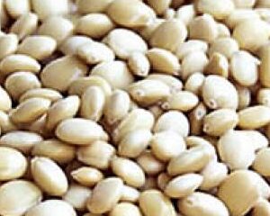 FRIJOL CHOCHO