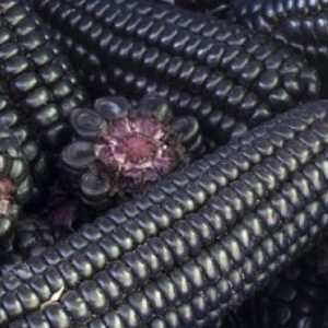 MAIZ MORADO